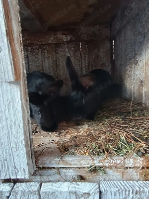 Iepurași mici - imagine 2