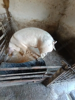 De vânzare vier bun de ținut  - imagine 3