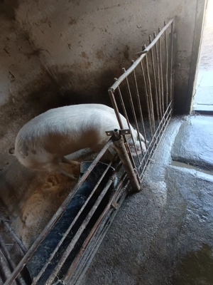 De vânzare vier bun de ținut  - imagine 4