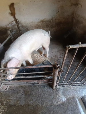 De vânzare vier bun de ținut  - imagine 2