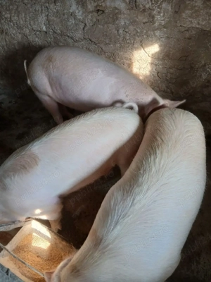 Porci de vanzare - imagine 3