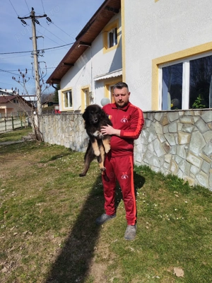 Femelă Mastiff Tibetan  - imagine 2