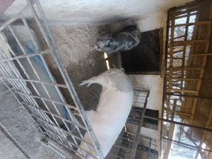 Disponibile foarte bune de ținut  - imagine 2