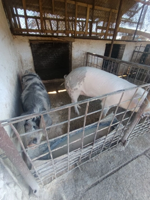 Disponibile foarte bune de ținut  - imagine 4