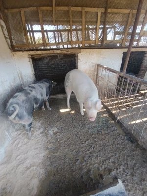 Disponibile foarte bune de ținut  - imagine 3