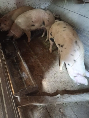 Vând porci de carne - imagine 3