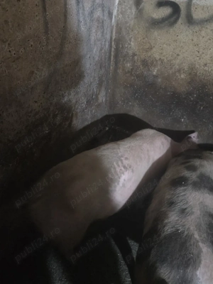 Vând Șoldani - imagine 2