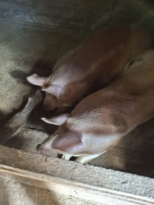 Vând porci de carne