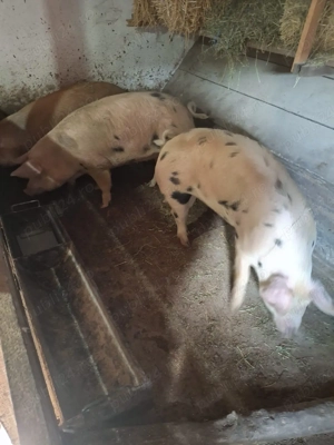 Vând porci de carne - imagine 2