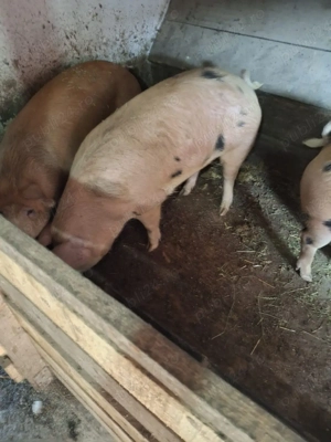 Vând porci de carne - imagine 4