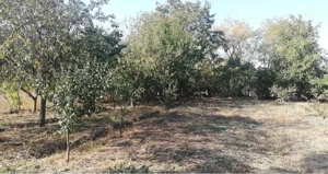 teren de vanzare ceacu