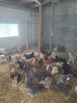 Vand oua pentru incubat - imagine 4