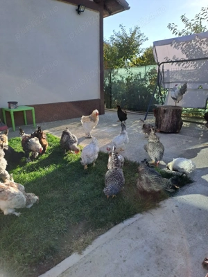 Vand oua pentru incubat - imagine 2