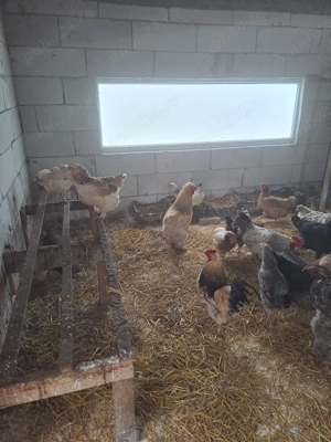 Vand oua pentru incubat - imagine 3