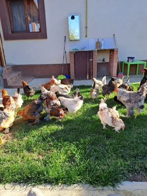 Vând ouă pentru incubat 