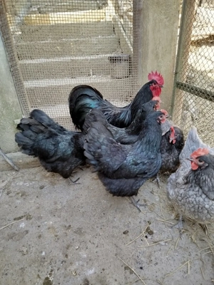 ouă pentru incubat de la găini australorp  - imagine 2