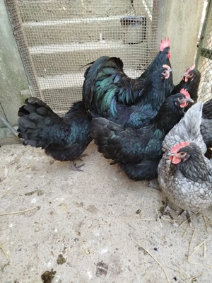 ouă pentru incubat de la găini australorp  - imagine 3