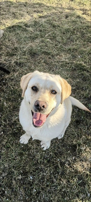 Donez femelă labrador 11 luni - imagine 2