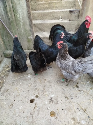 ouă pentru incubat de la găini australorp  - imagine 4