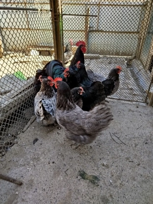 ouă pentru incubat de la găini australorp  - imagine 5