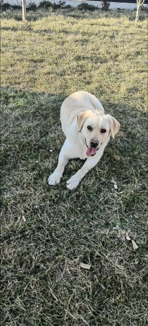 Donez femelă labrador 11 luni