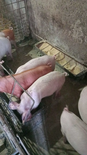 Vând purcei - imagine 2