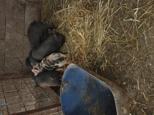 Purcei de vanzare  - imagine 3