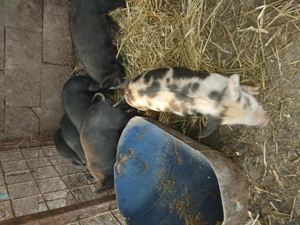 Purcei de vanzare  - imagine 2