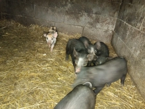 Purcei de vanzare  - imagine 4