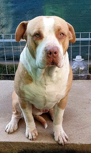 American Stafordshire - imagine 2