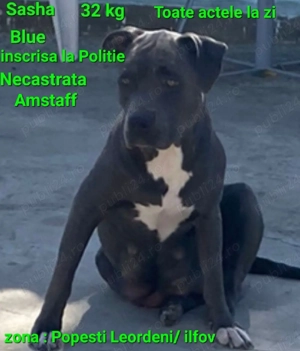 American Stafordshire - imagine 4