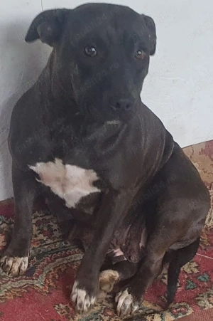 American Stafordshire - imagine 3