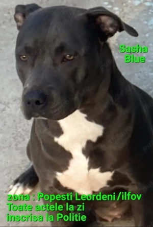 American Stafordshire - imagine 5