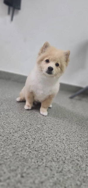 Vând catel pomeranian  - imagine 2