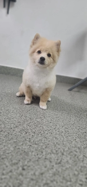Vând catel pomeranian 