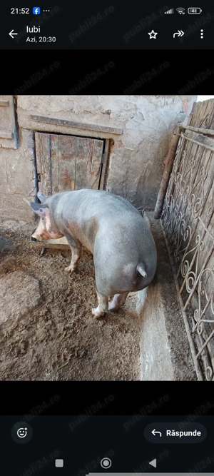 Porc de vânzare... - imagine 2