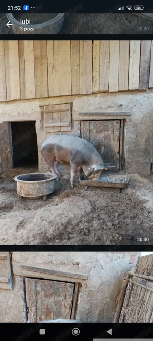 Porc de vânzare... - imagine 3