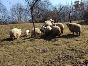 Oi de vânzare cu miei. - imagine 3