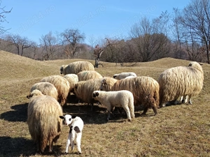 Oi de vânzare cu miei. - imagine 4