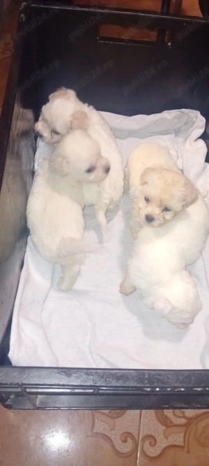 căței bishon maltez jucăuși  - imagine 3