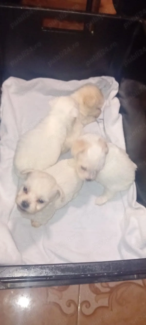 căței bishon maltez jucăuși  - imagine 2