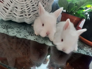 Iepurași  Cap de Leu, dragalași și pufoși - imagine 3