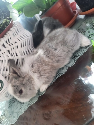 Iepurași  Cap de Leu, dragalași și pufoși - imagine 4