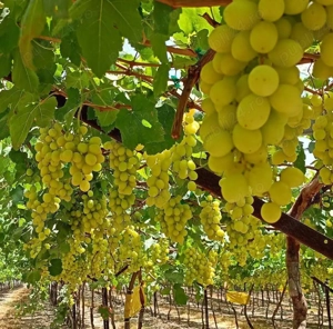 Cautam cupluri la  cules de struguri 