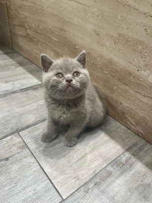 British shorthair capuccino - imagine 3