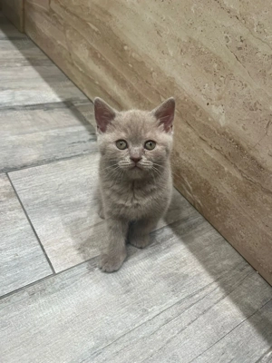 British shorthair capuccino - imagine 4