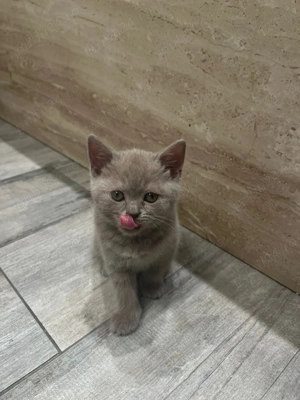 British shorthair capuccino - imagine 2