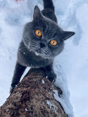 British shorthair blue  - imagine 2