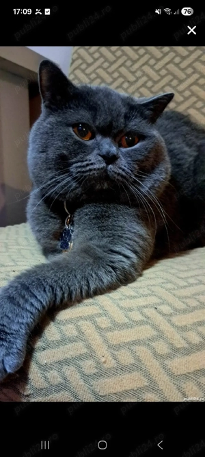 British shorthair blue  - imagine 4