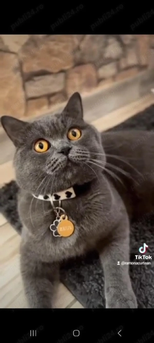 British shorthair blue  - imagine 3
